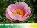 10+ Rare Seeds|  Soft Salmon Saucer Peony Seeds (Paeonia, Herbaceous Peony) – Double Blooms,  Vibrant Garden Blooms, Romantic Perennial Blooms for Cottage Garden, Fragrant Cut Flowers, Easy to Grow#B020