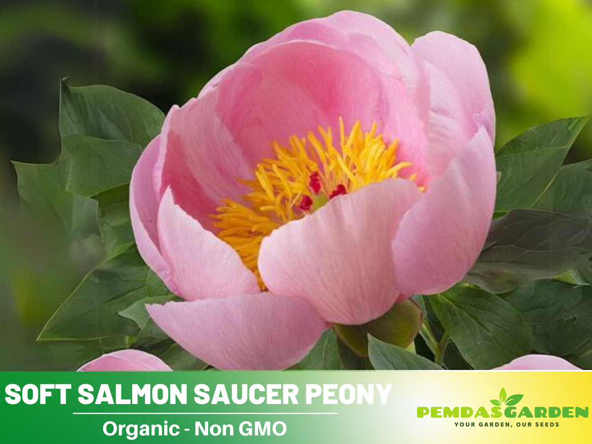 Soft Salmon Saucer Peony Seeds - Herbaceous, Double Blooms, 10+ seeds