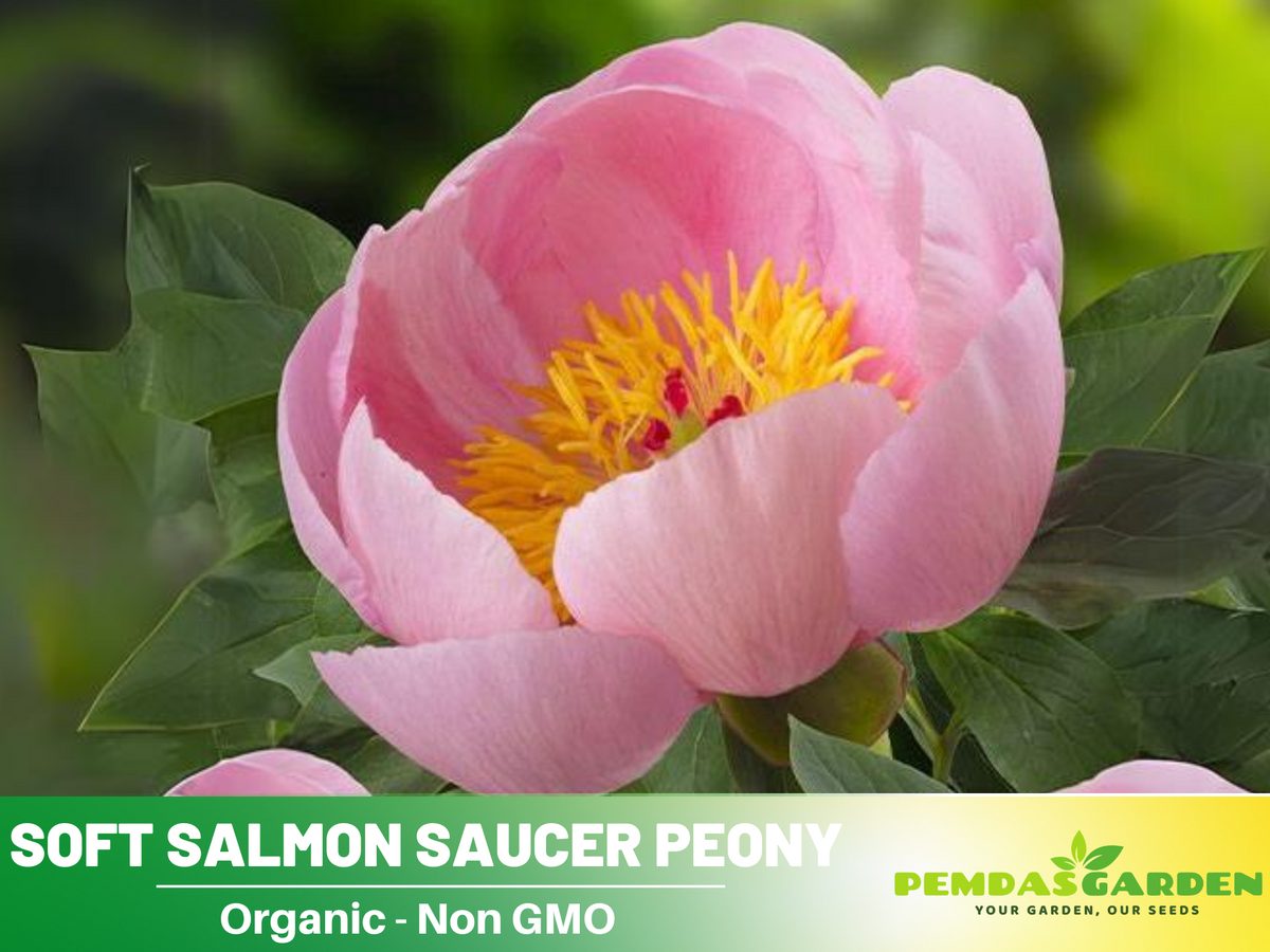 10+ Rare Seeds|  Soft Salmon Saucer Peony Flower Seeds #B020