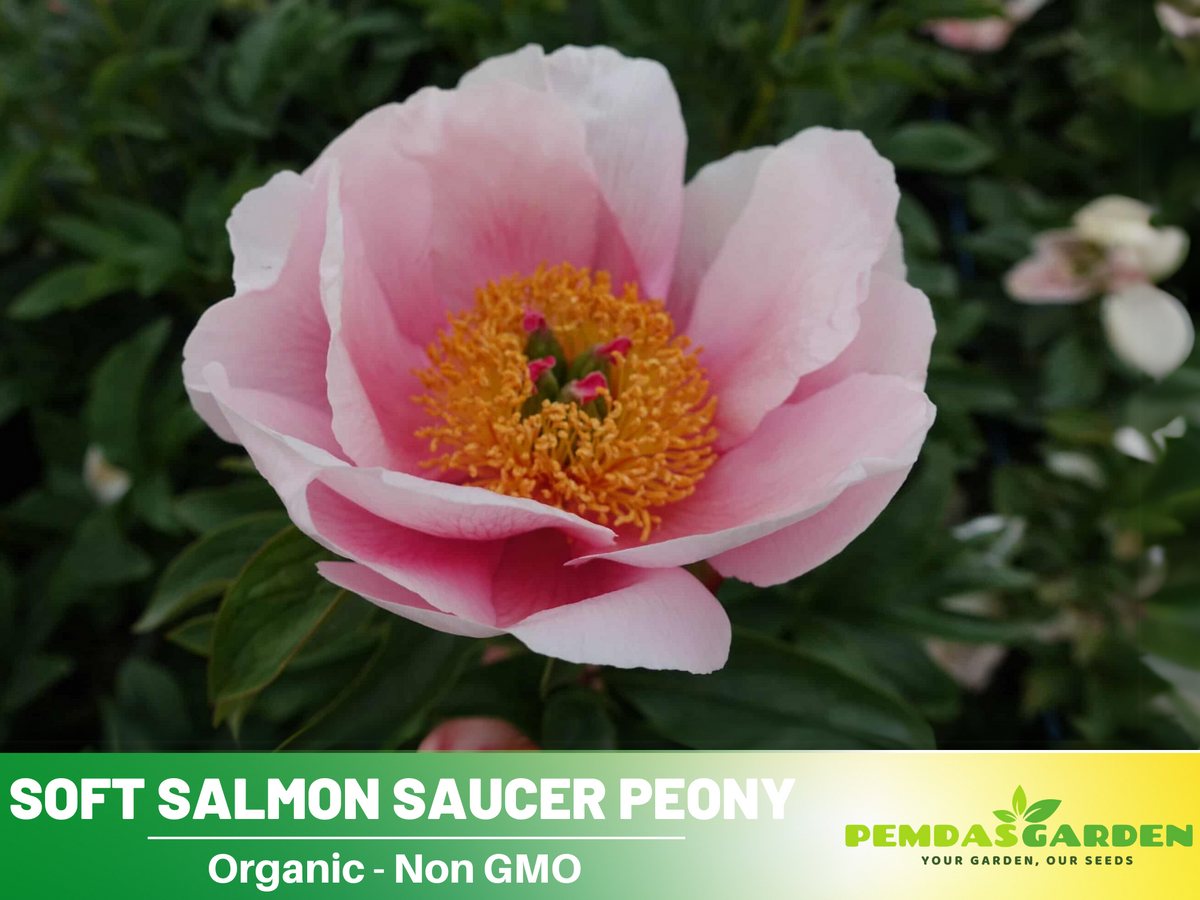 10+ Rare Seeds|  Soft Salmon Saucer Peony Flower Seeds #B020