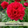 10+ Rare Seeds| Delaware Chief  Peony Seeds (Paeonia, Herbaceous Peony) – Double Blooms, Vibrant Garden Blooms, Romantic Perennial Blooms for Cottage Garden, Fragrant Cut Flowers, Easy to Grow#B021