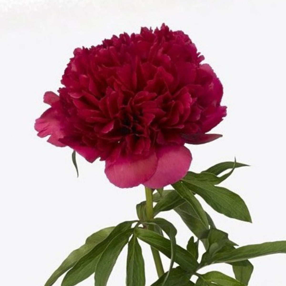 Delaware Chief Peony Seeds - Herbaceous, Double Blooms, 10+ seeds