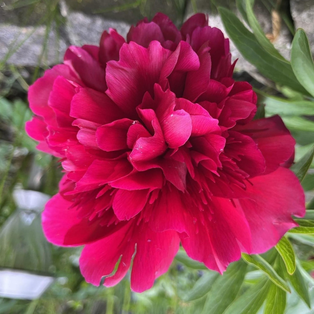 Delaware Chief Peony Seeds - Herbaceous, Double Blooms, 10+ seeds