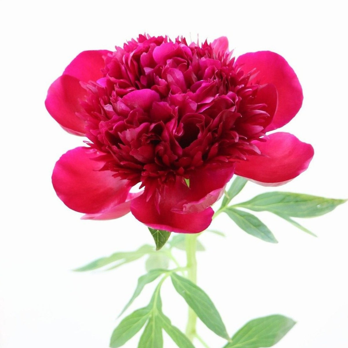 Delaware Chief Peony Seeds - Herbaceous, Double Blooms, 10+ seeds
