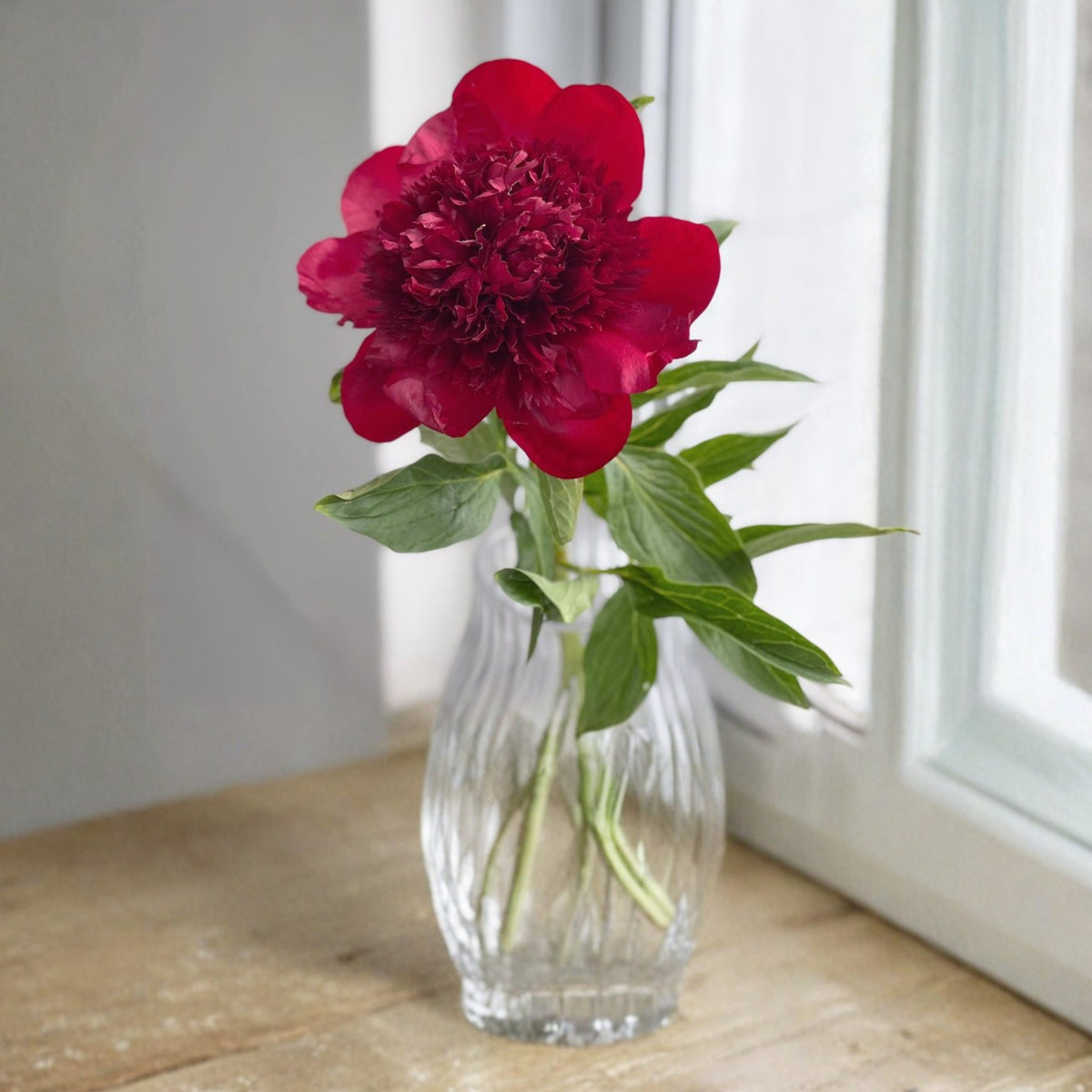 Delaware Chief Peony Seeds - Herbaceous, Double Blooms, 10+ seeds
