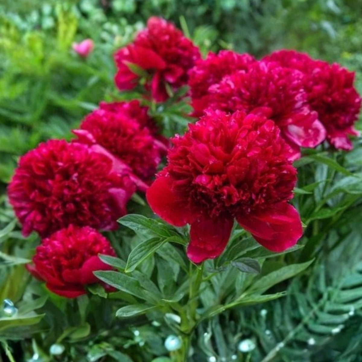 Delaware Chief Peony Seeds - Herbaceous, Double Blooms, 10+ seeds