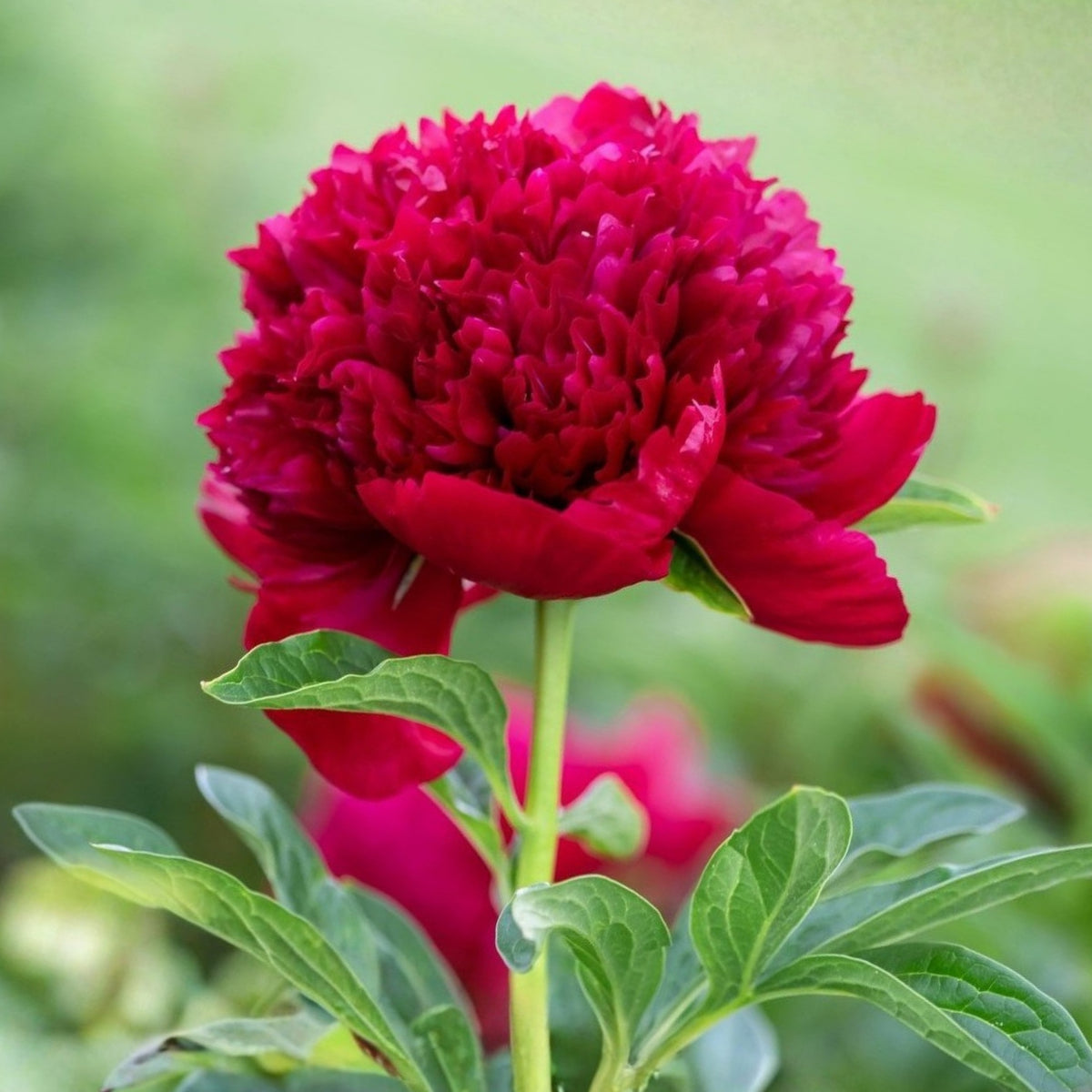 Delaware Chief Peony Seeds - Herbaceous, Double Blooms, 10+ seeds