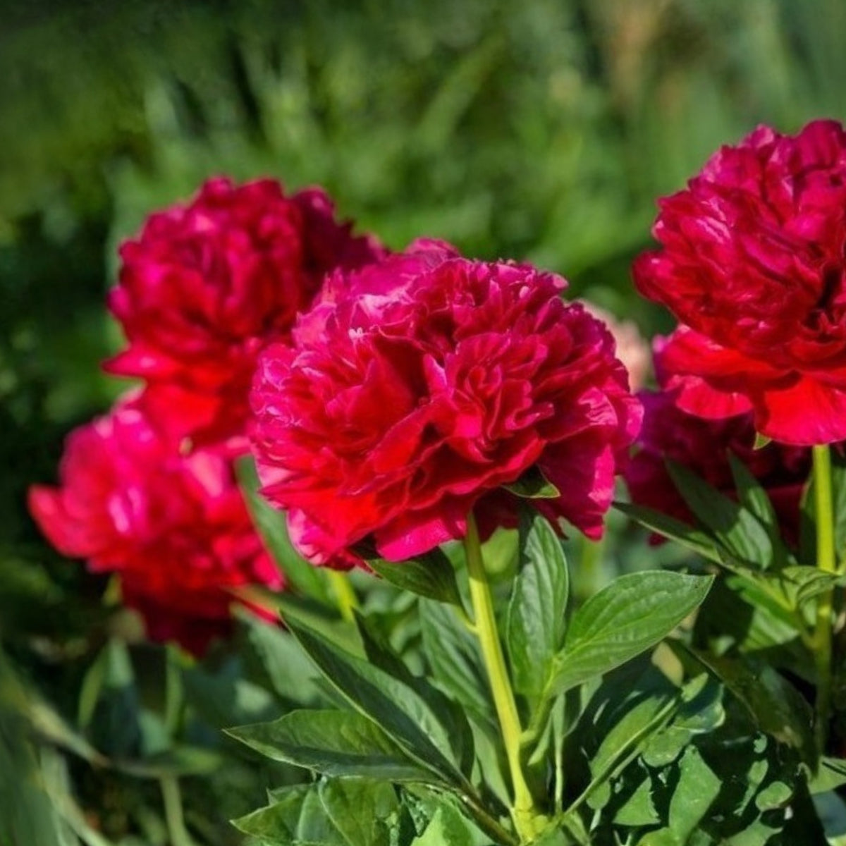 Delaware Chief Peony Seeds - Herbaceous, Double Blooms, 10+ seeds