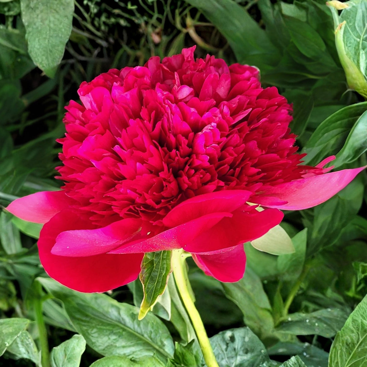 Delaware Chief Peony Seeds - Herbaceous, Double Blooms, 10+ seeds