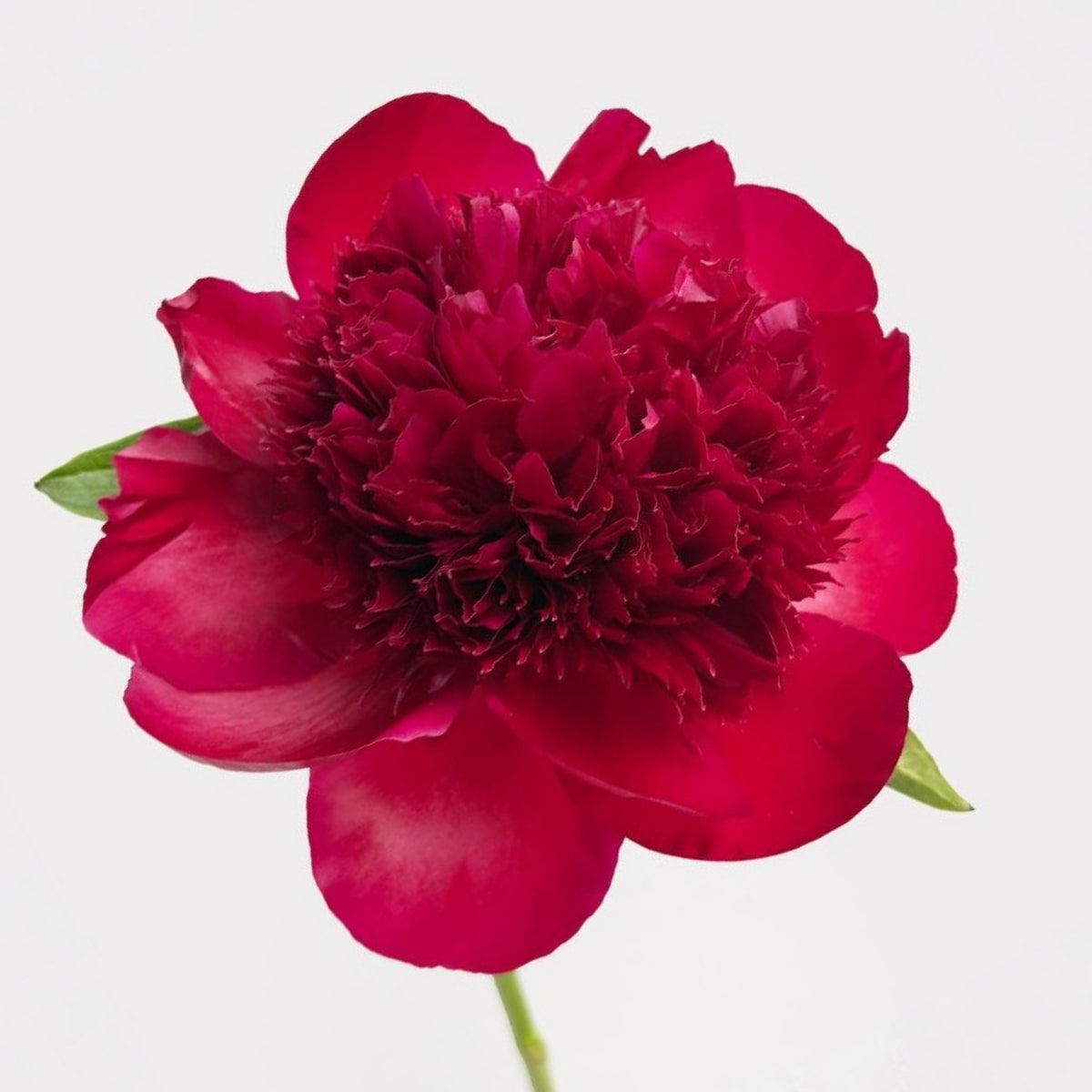 Delaware Chief Peony Seeds - Herbaceous, Double Blooms, 10+ seeds