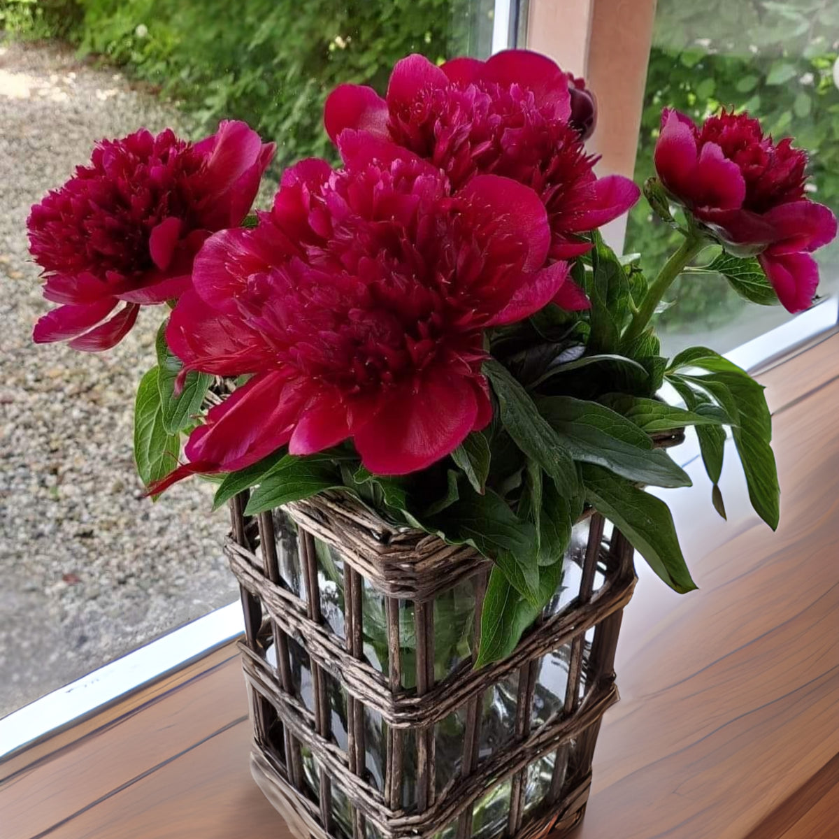 Delaware Chief Peony Seeds - Herbaceous, Double Blooms, 10+ seeds