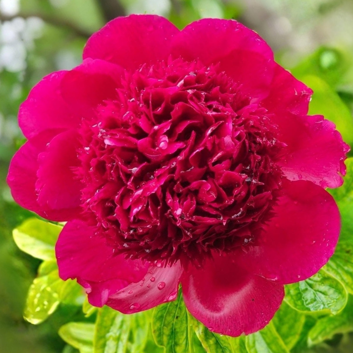 Delaware Chief Peony Seeds - Herbaceous, Double Blooms, 10+ seeds