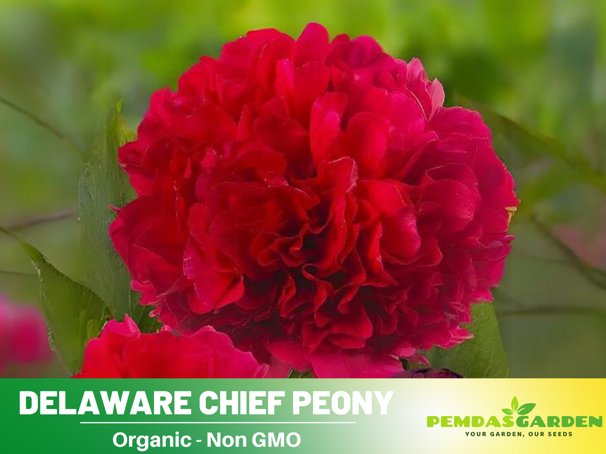 10+ Rare Seeds| Delaware Chief Peony Seeds #B021