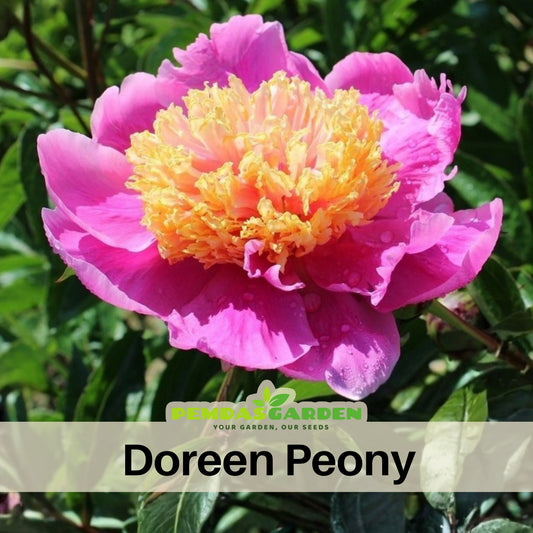 10+ Rare Seeds - Doreen Peony Seeds (Paeonia, Chinese Peony)