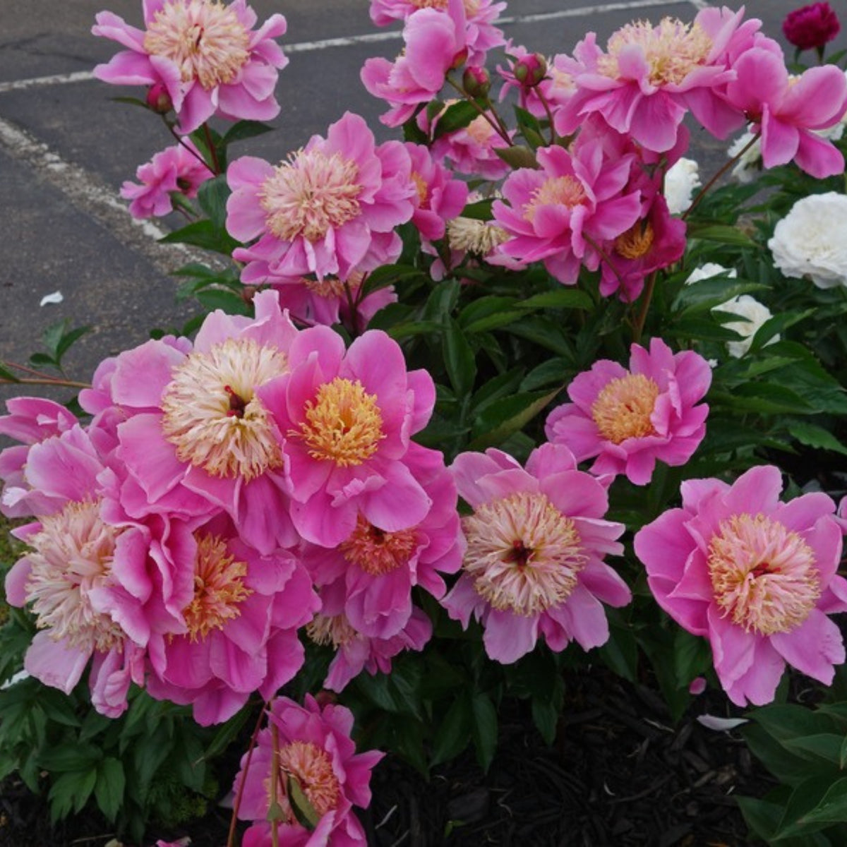 10+ Rare Seeds - Doreen Peony Seeds (Paeonia, Chinese Peony)