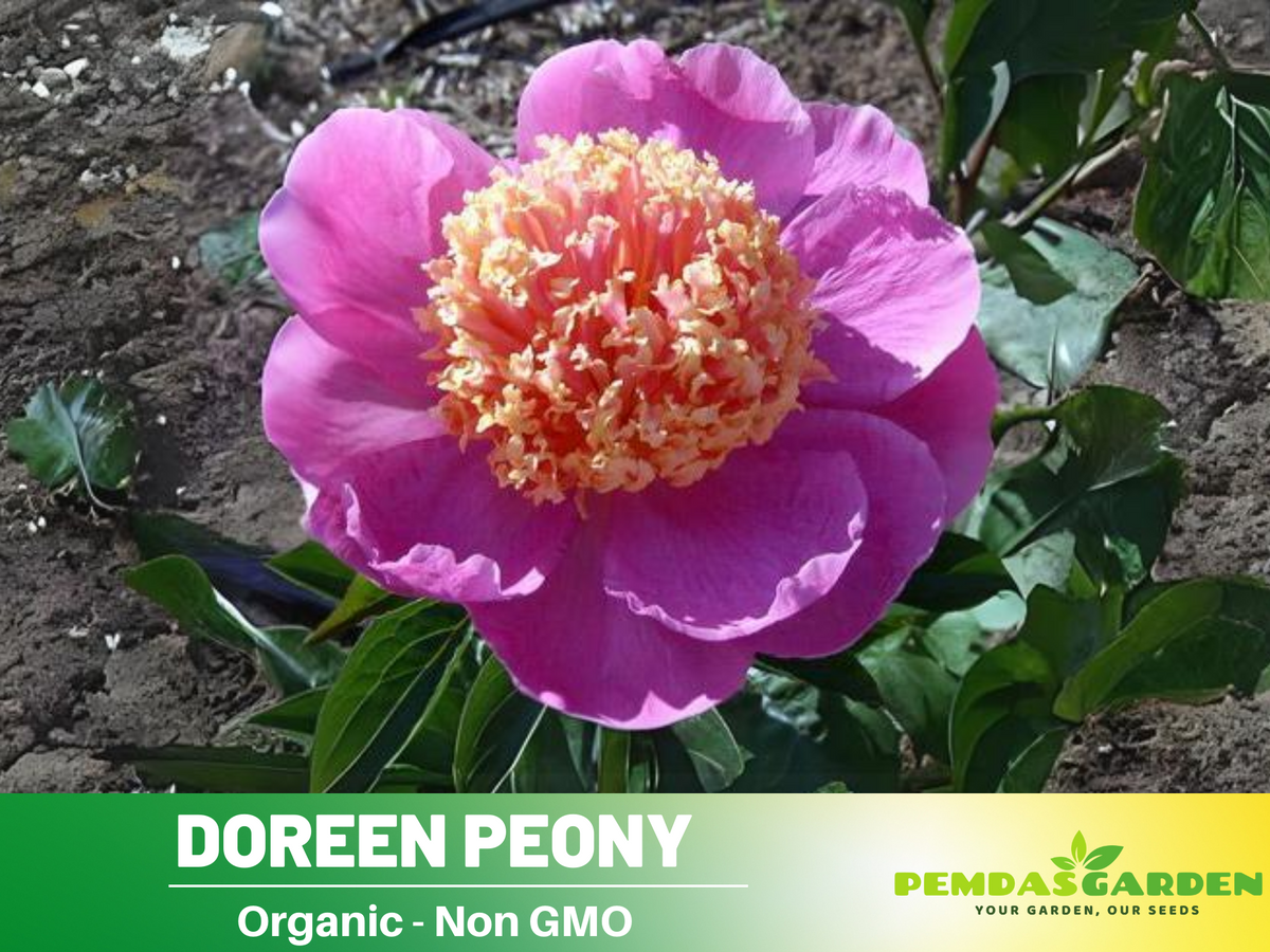 10+ Rare Seeds| Doreen Peony Seeds #B022