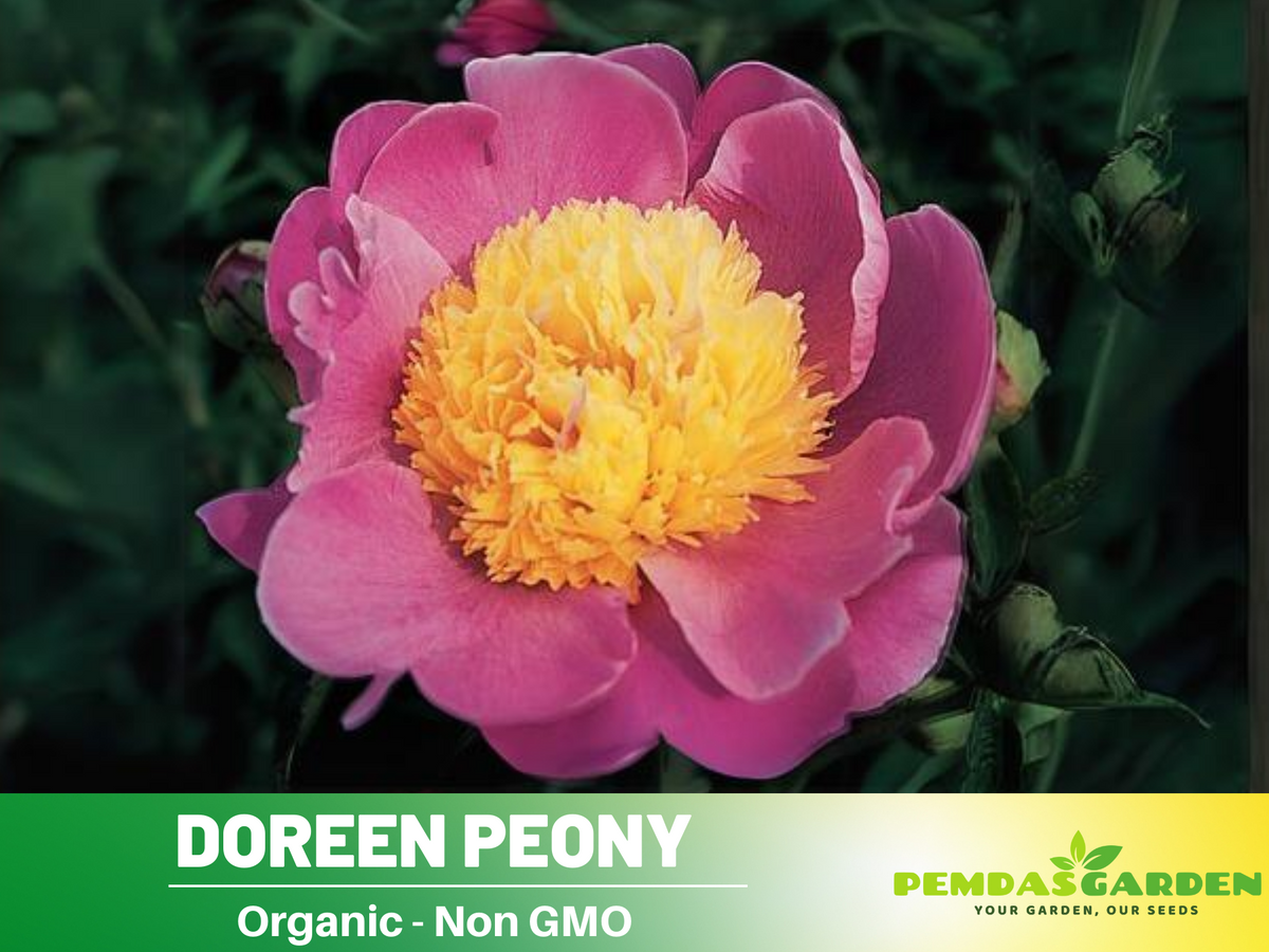 10+ Rare Seeds| Doreen Peony Seeds #B022