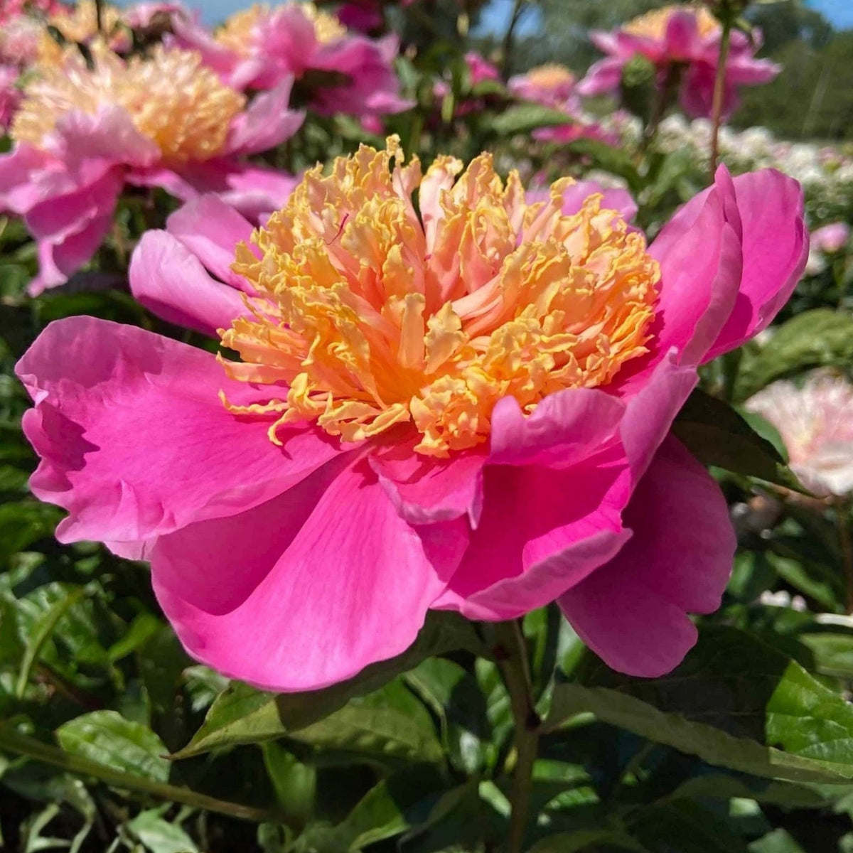 10+ Rare Seeds - Doreen Peony Seeds (Paeonia, Chinese Peony)
