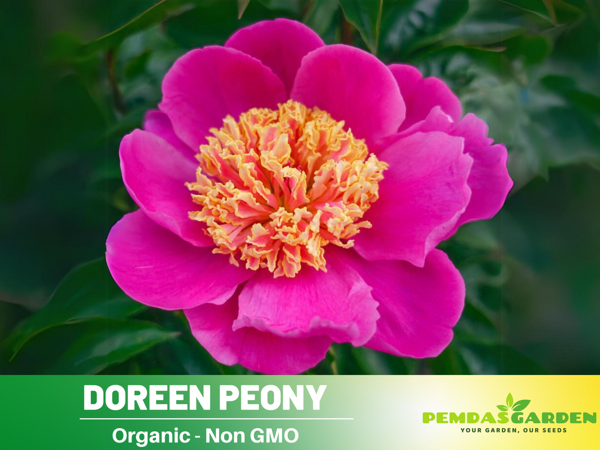 10+ Rare Seeds| Doreen Peony Seeds #B022