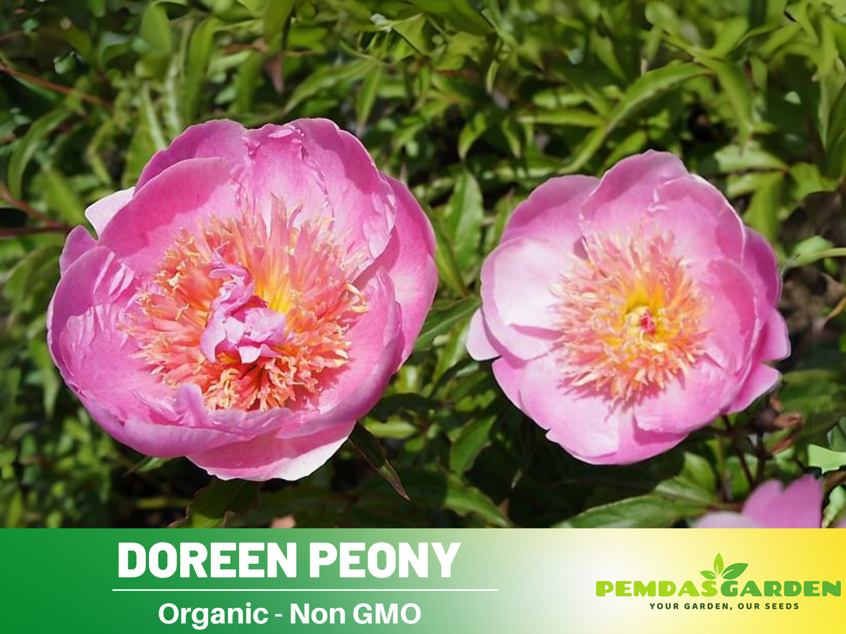 10+ Rare Seeds| Doreen Peony Seeds #B022