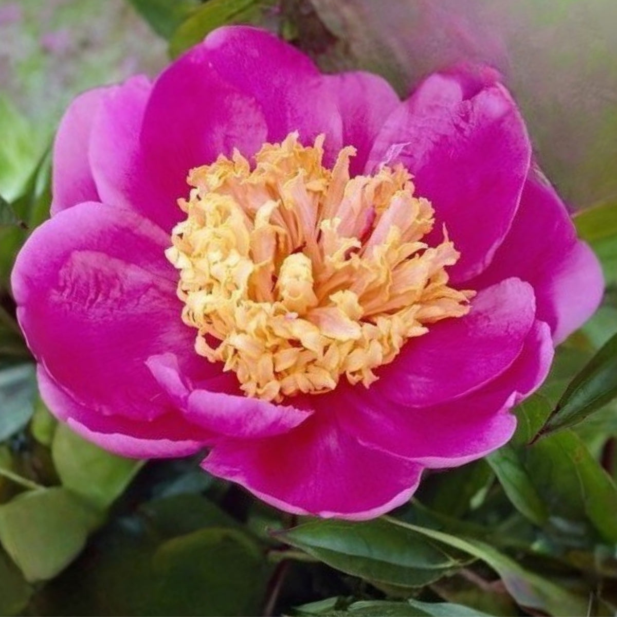 10+ Rare Seeds - Doreen Peony Seeds (Paeonia, Chinese Peony)