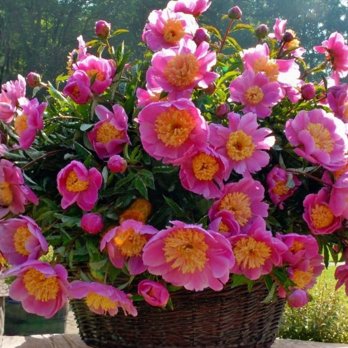 10+ Rare Seeds - Doreen Peony Seeds (Paeonia, Chinese Peony)
