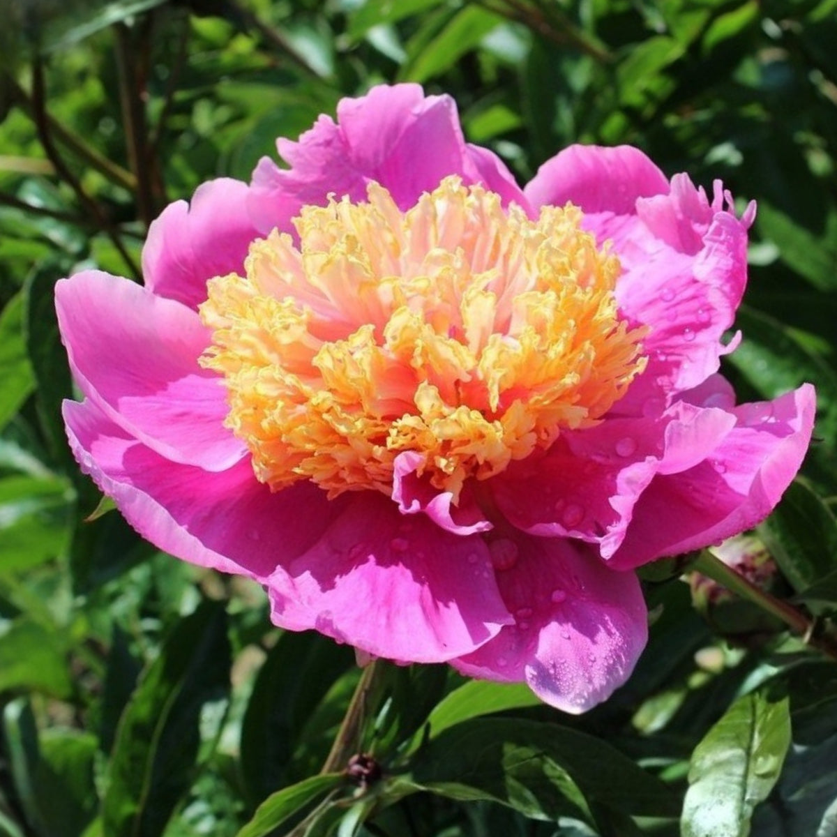 10+ Rare Seeds - Doreen Peony Seeds (Paeonia, Chinese Peony)