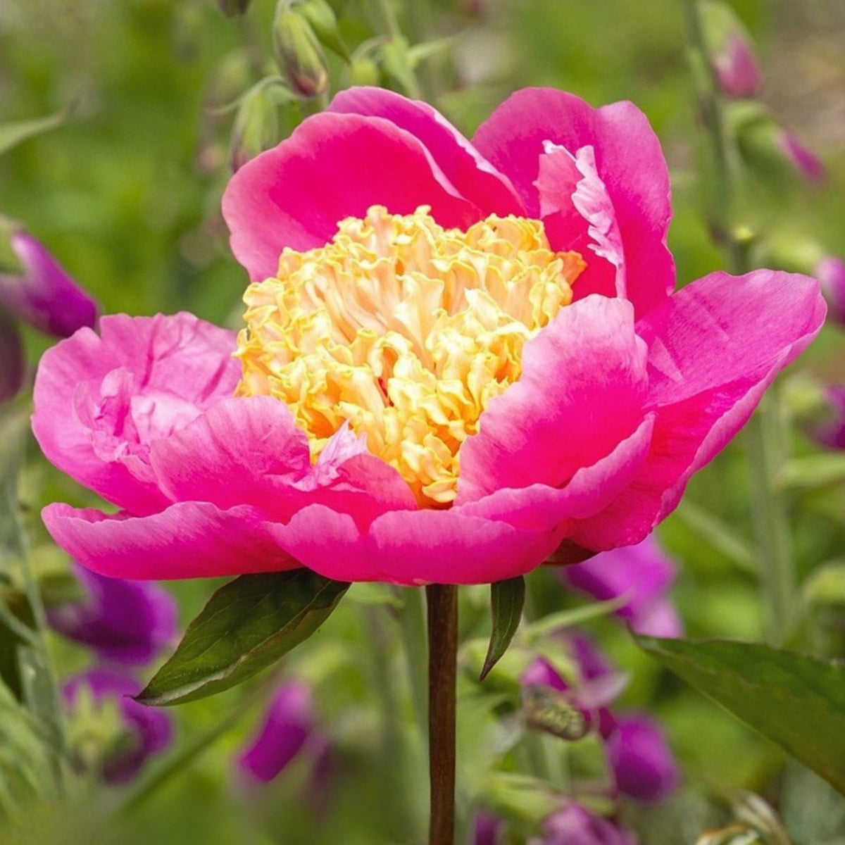 10+ Rare Seeds - Doreen Peony Seeds (Paeonia, Chinese Peony)