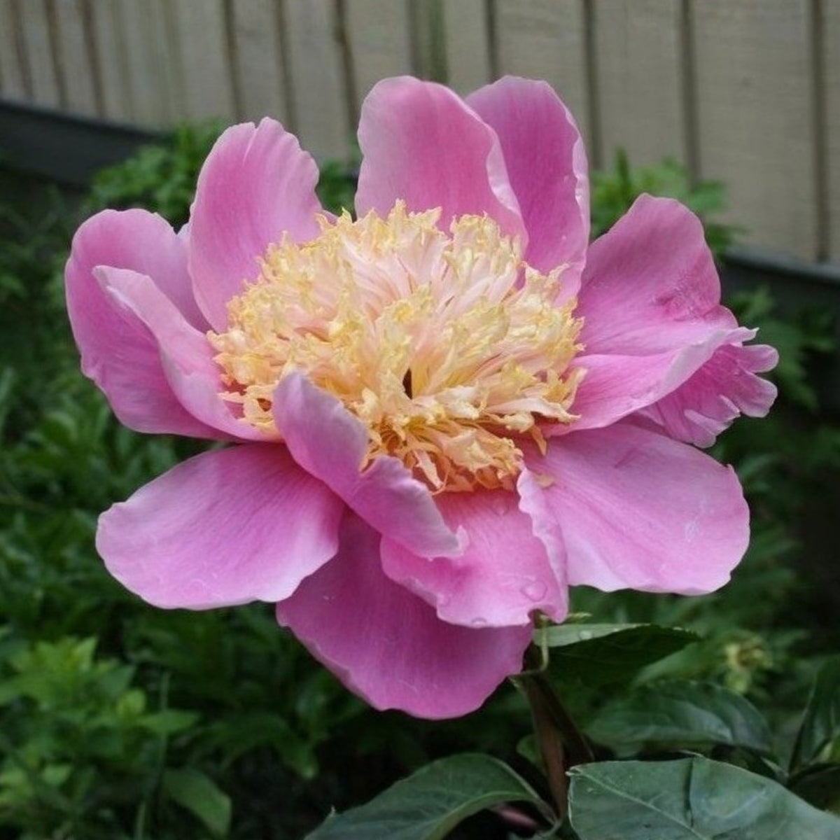 10+ Rare Seeds - Doreen Peony Seeds (Paeonia, Chinese Peony)