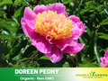 10+ Rare Seeds| Doreen Peony Seeds (Paeonia, Chinese Peony) – Double Blooms, Vibrant Garden Blooms, Romantic Perennial Blooms for Cottage Garden, Fragrant Cut Flowers, Easy to Grow#B022