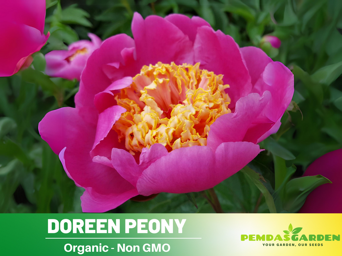 10+ Rare Seeds| Doreen Peony Seeds #B022