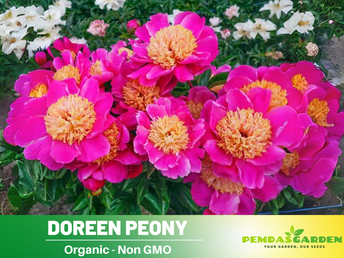 10+ Rare Seeds| Doreen Peony Seeds #B022