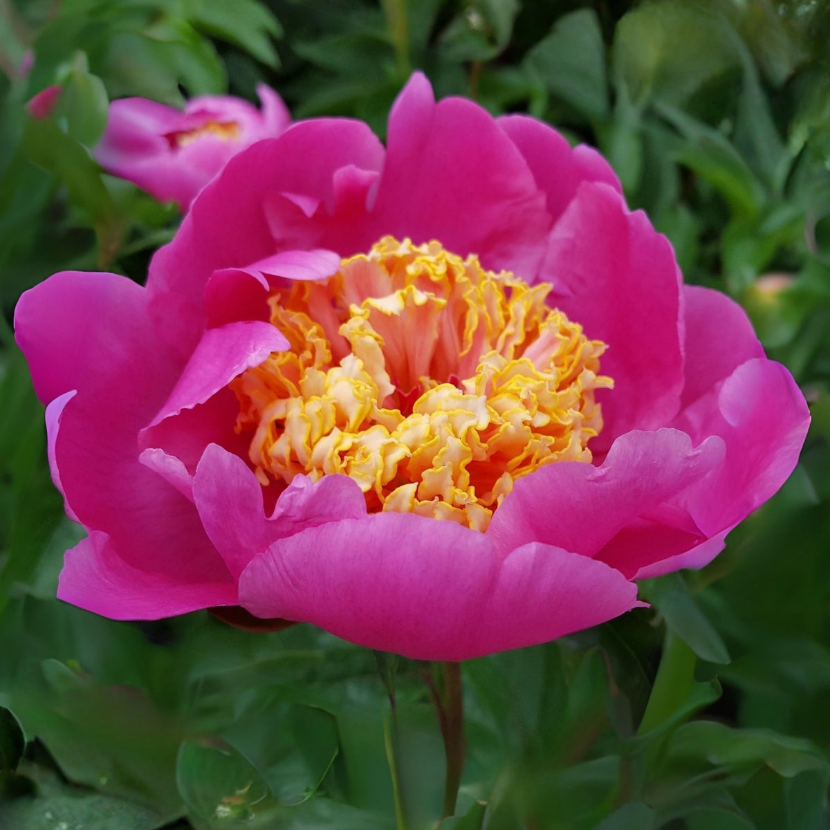 10+ Rare Seeds - Doreen Peony Seeds (Paeonia, Chinese Peony)