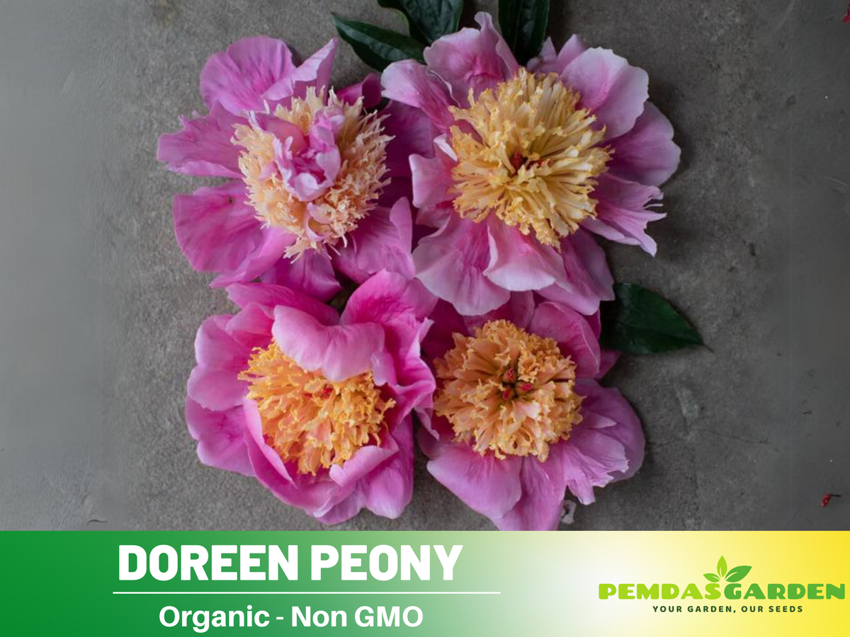 10+ Rare Seeds| Doreen Peony Seeds #B022