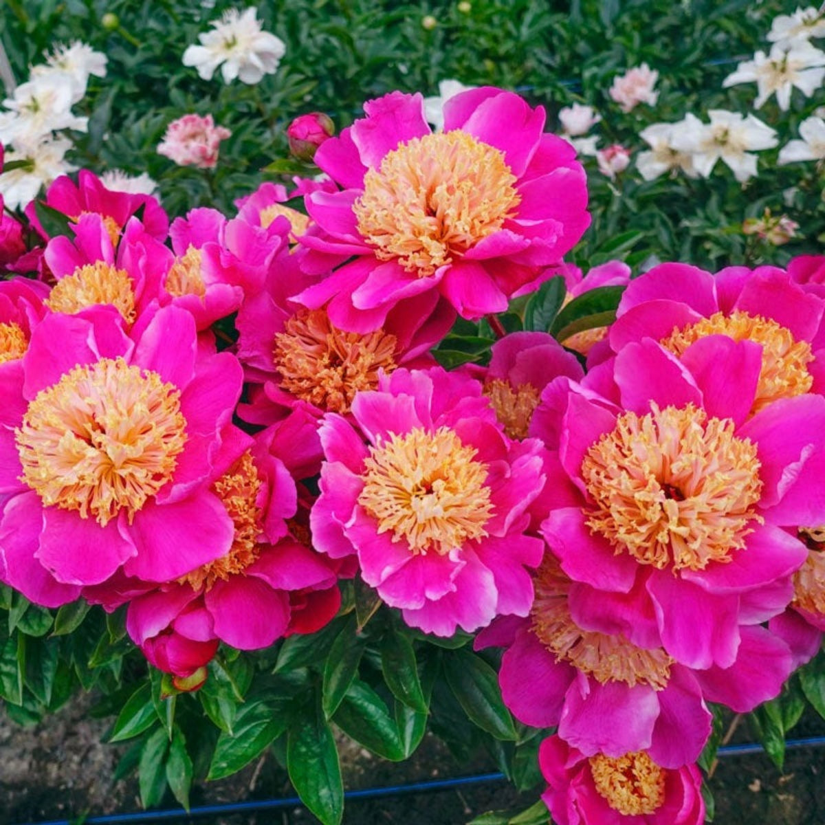 10+ Rare Seeds - Doreen Peony Seeds (Paeonia, Chinese Peony)