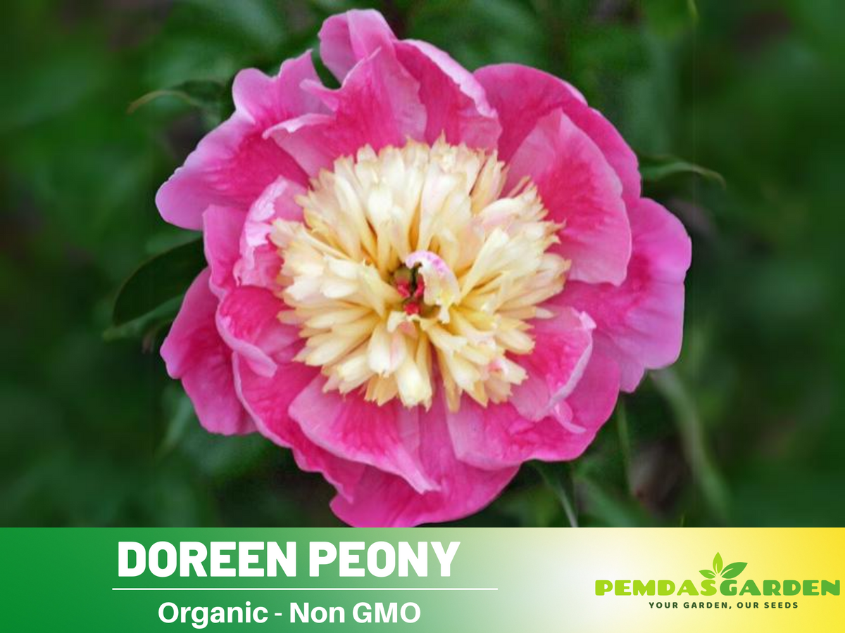 10+ Rare Seeds| Doreen Peony Seeds #B022