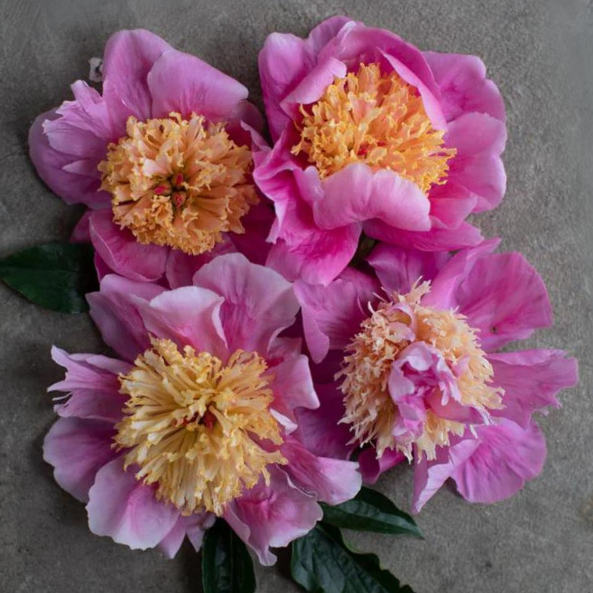 10+ Rare Seeds - Doreen Peony Seeds (Paeonia, Chinese Peony)
