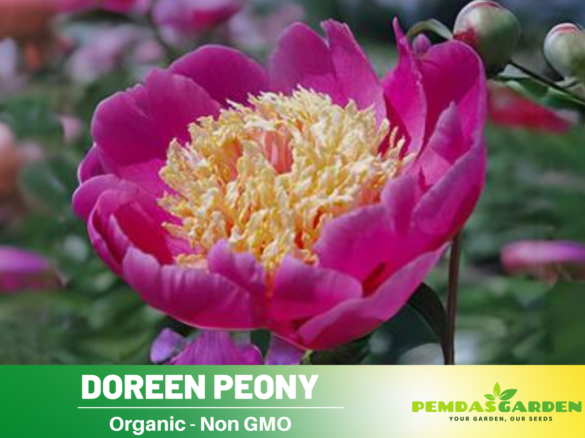 10+ Rare Seeds| Doreen Peony Seeds #B022