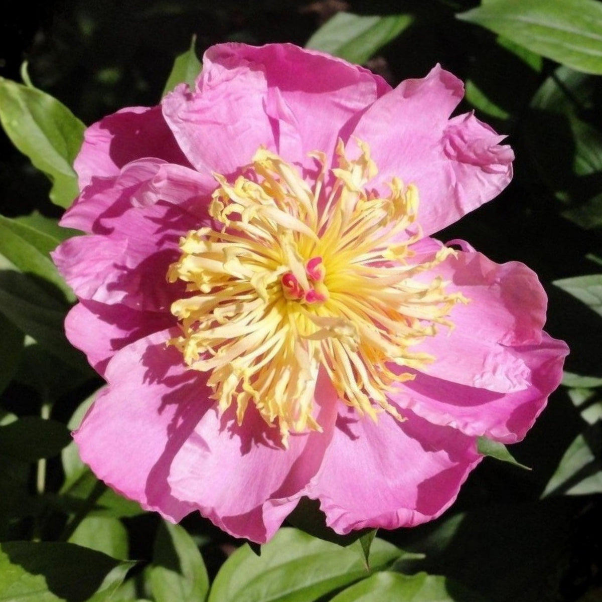 10+ Rare Seeds - Doreen Peony Seeds (Paeonia, Chinese Peony)