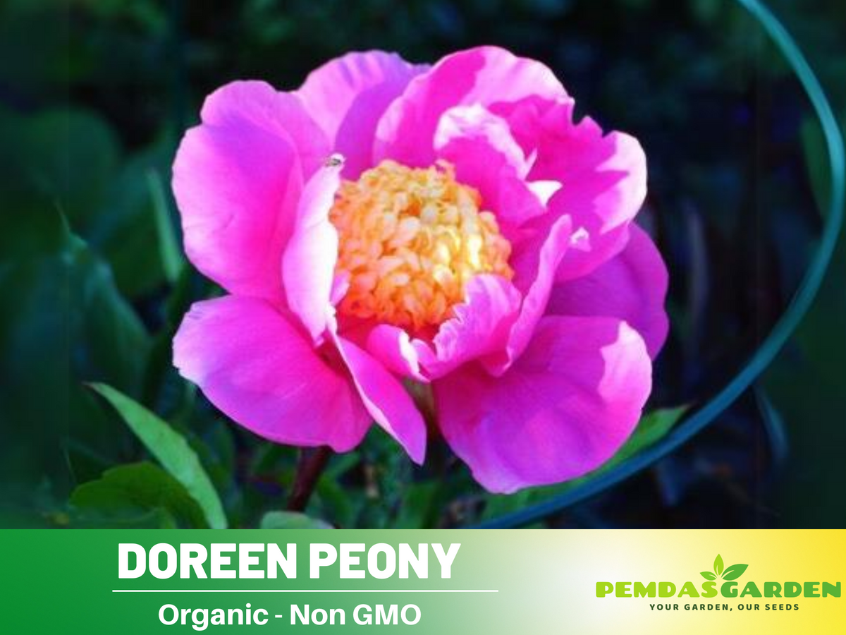 10+ Rare Seeds| Doreen Peony Seeds #B022