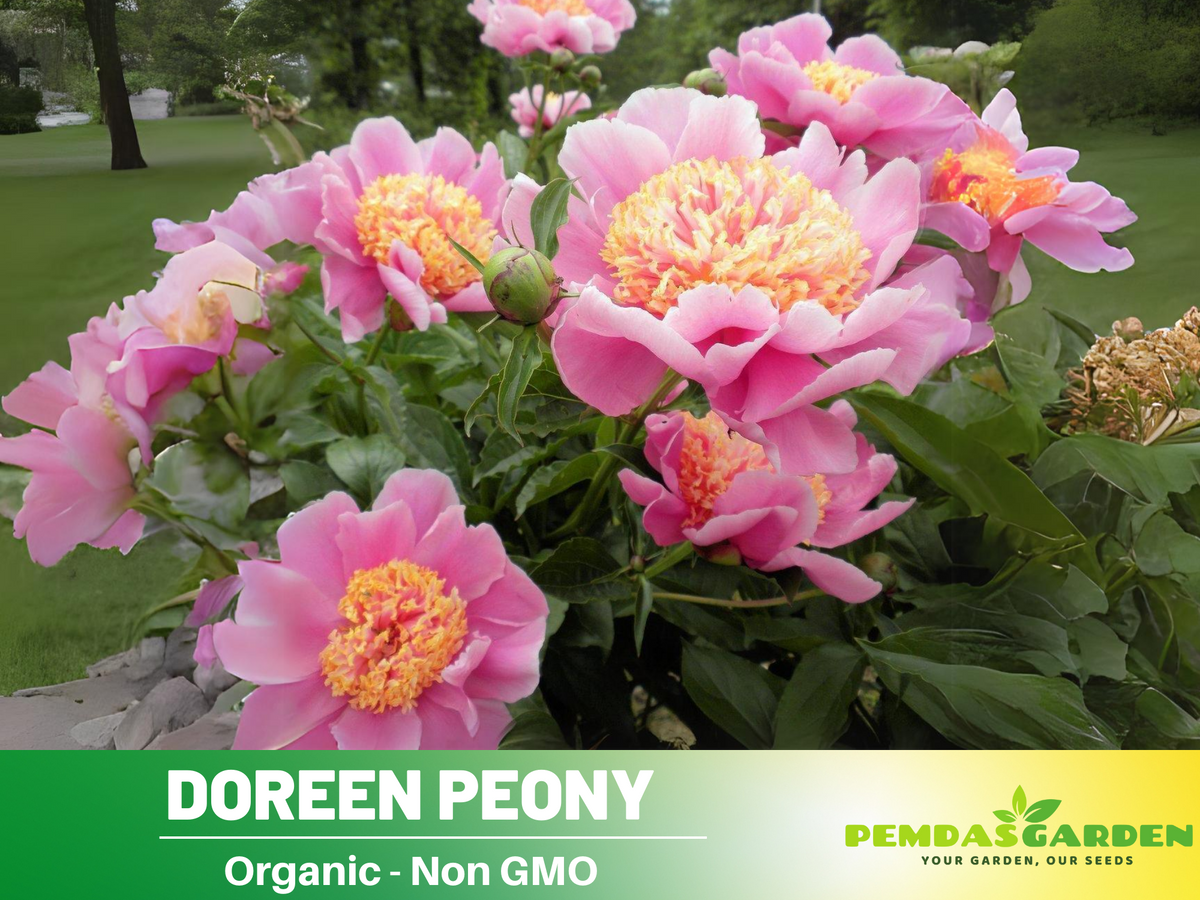 10+ Rare Seeds| Doreen Peony Seeds #B022