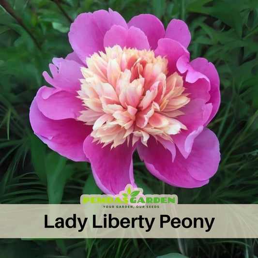 Lady Liberty Peony Seeds - Chinese Peony, Double Blooms, 10+ seeds