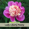10+ Rare Seeds| Lady Liberty  Peony Seeds (Paeonia, Chinese Peony) – Double Blooms, Vibrant Garden Blooms, Romantic Perennial Blooms for Cottage Garden, Fragrant Cut Flowers, Easy to Grow#B023