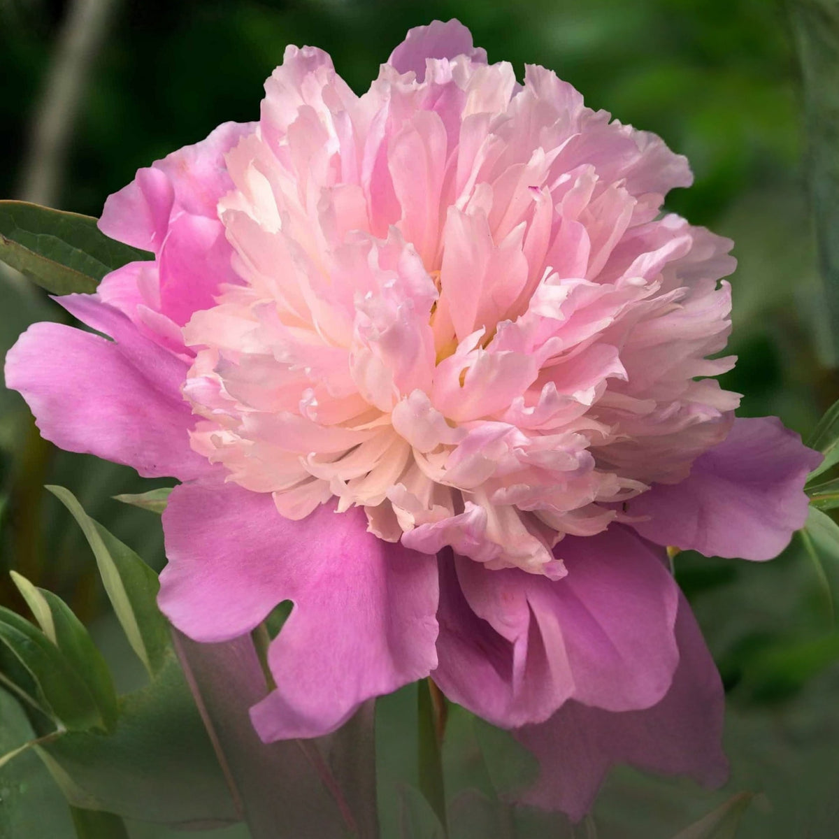 Lady Liberty Peony Seeds - Chinese Peony, Double Blooms, 10+ seeds