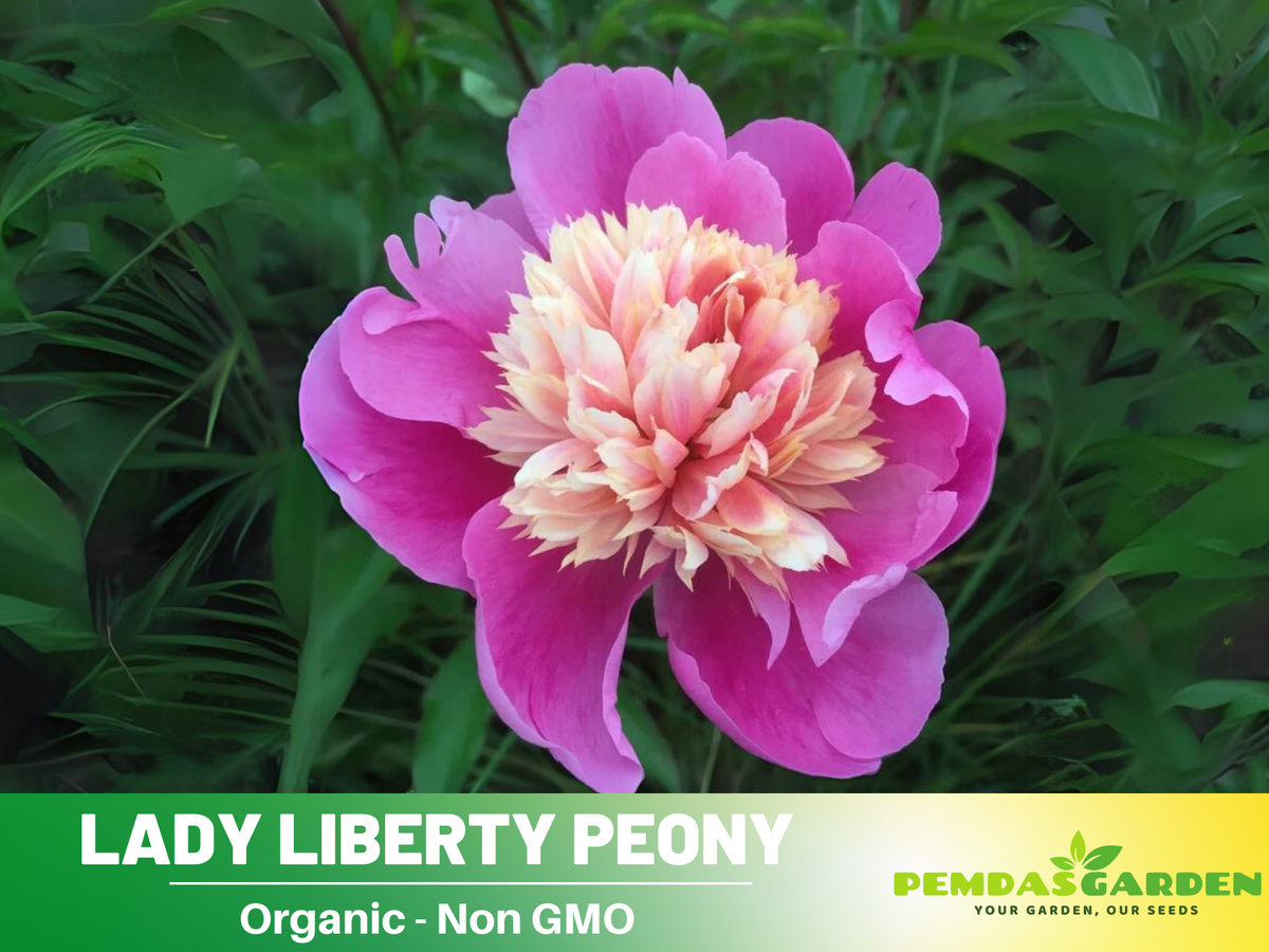 10+ Rare Seeds| Lady Liberty Peony  Seeds #B023