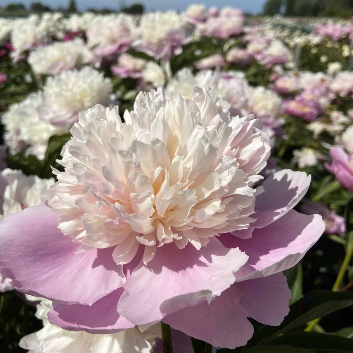 Lady Liberty Peony Seeds - Chinese Peony, Double Blooms, 10+ seeds