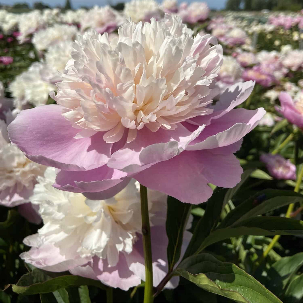 Lady Liberty Peony Seeds - Chinese Peony, Double Blooms, 10+ seeds