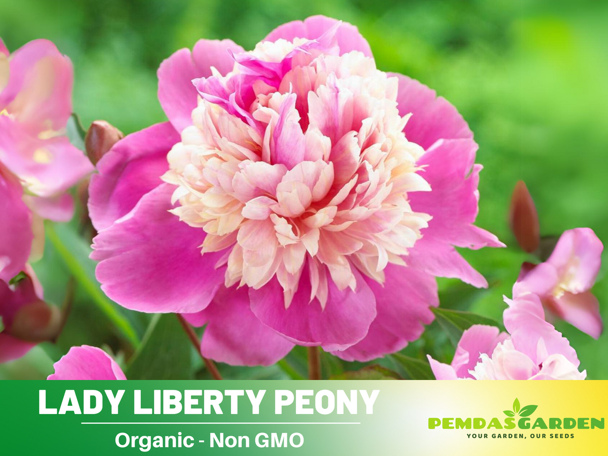 10+ Rare Seeds| Lady Liberty Peony  Seeds #B023