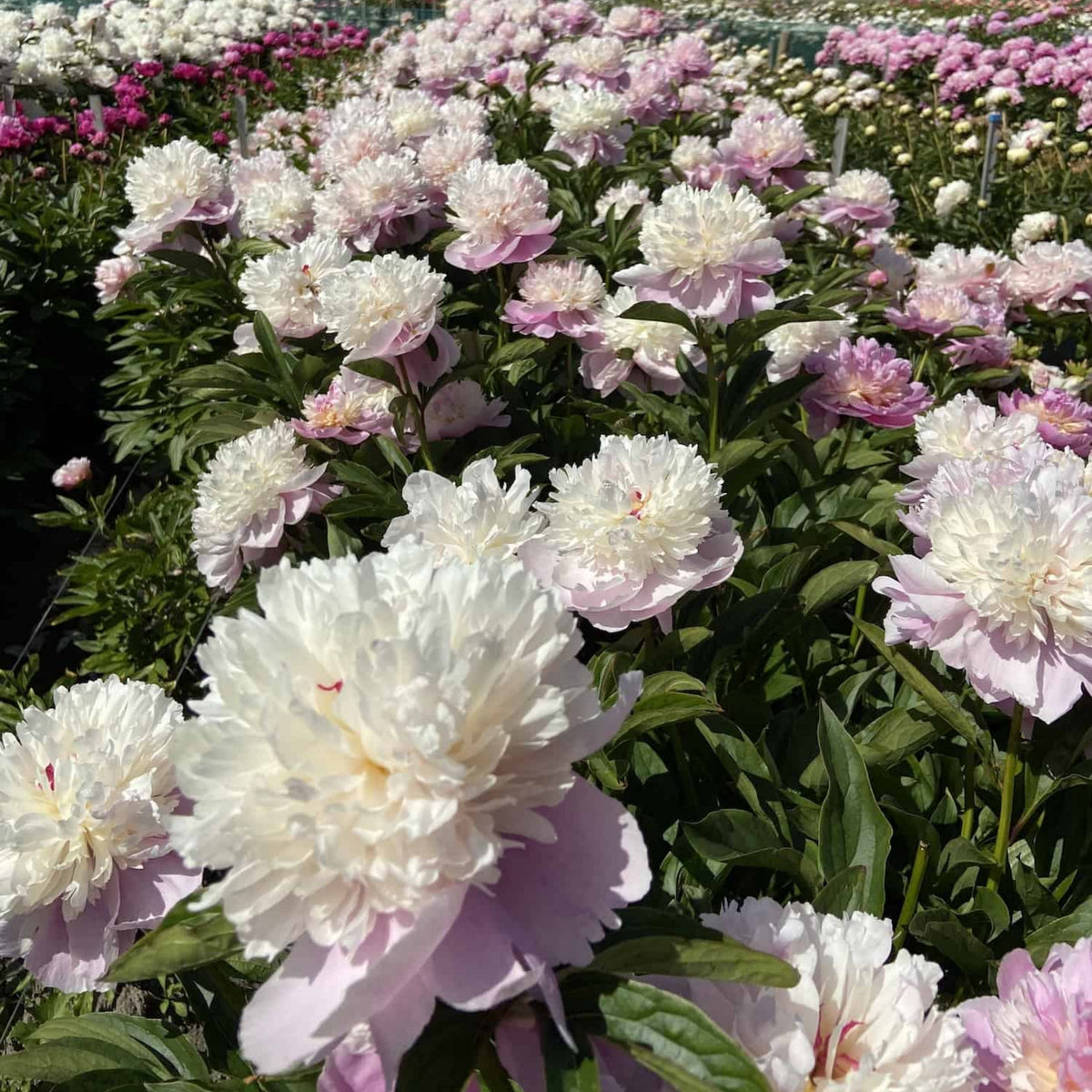 Lady Liberty Peony Seeds - Chinese Peony, Double Blooms, 10+ seeds