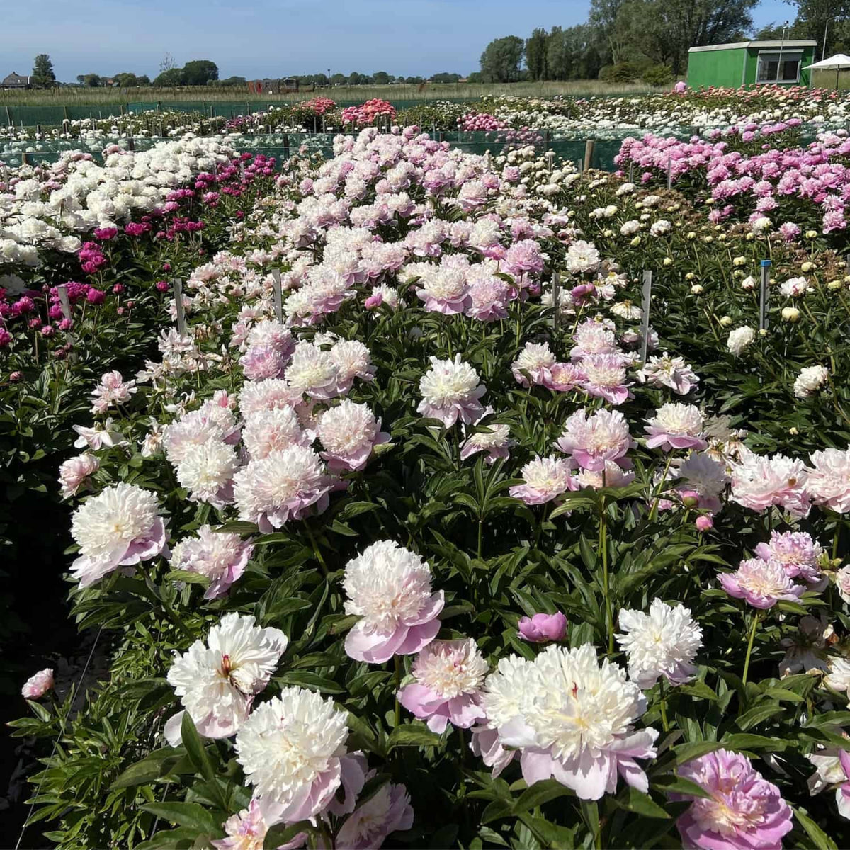 Lady Liberty Peony Seeds - Chinese Peony, Double Blooms, 10+ seeds